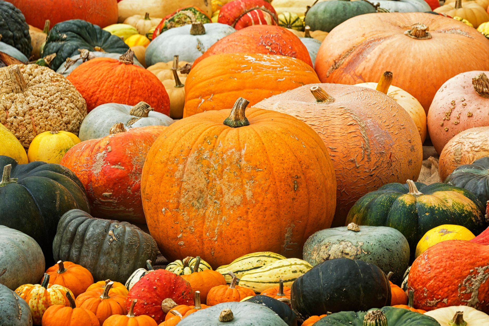 colorful decorative pumpkins
